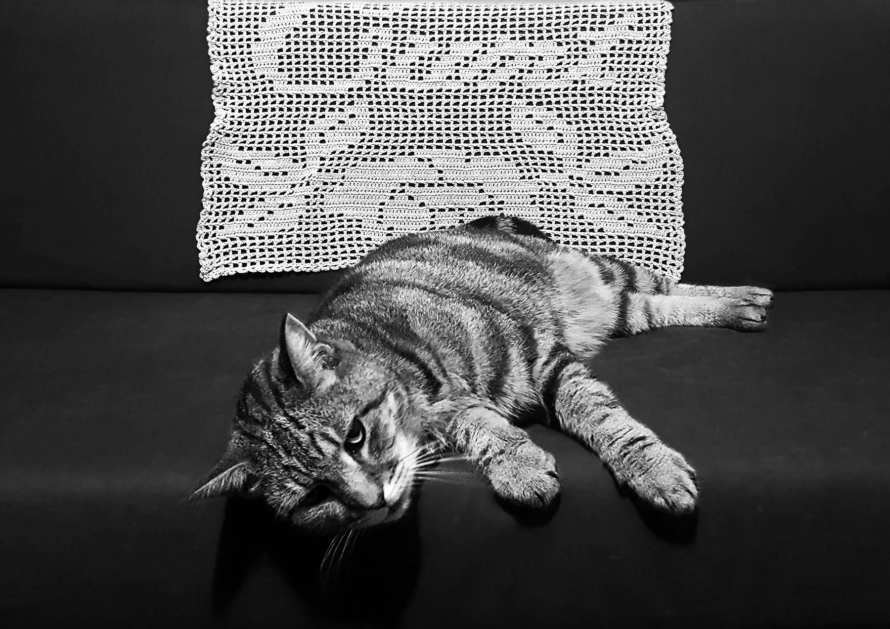 Croche cunt  doily on sofa with tabby cat stretched in front